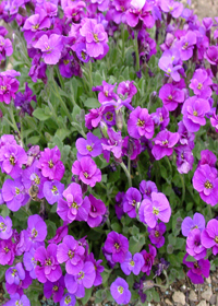 Aubrieta cultorum x 'Gurgedyke'                    